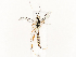  ( - CBG-A58576-A10)  @11 [ ] CreativeCommons - Attribution Share - Alike (2024) CBG Photography Group Centre for Biodiversity Genomics