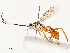  ( - CBG-A58576-A11)  @11 [ ] CreativeCommons - Attribution Share - Alike (2024) CBG Photography Group Centre for Biodiversity Genomics