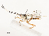 ( - CBG-A58576-D01)  @11 [ ] CreativeCommons - Attribution Share - Alike (2024) CBG Photography Group Centre for Biodiversity Genomics