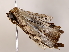  ( - BIOUG62727-G04)  @11 [ ] CreativeCommons - Attribution (2022) CBG Photography Group Centre for Biodiversity Genomics