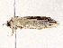  (Antaeotricha Malaise9804 - BIOUG64405-B02)  @11 [ ] CreativeCommons - Attribution (2022) CBG Photography Group Centre for Biodiversity Genomics