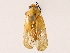  ( - BIOUG73025-D11)  @11 [ ] CreativeCommons - Attribution (2021) CBG Photography Group Centre for Biodiversity Genomics