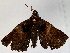  ( - BIOUG73027-C02)  @11 [ ] CreativeCommons - Attribution (2022) CBG Photography Group Centre for Biodiversity Genomics