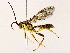  (Neotheronia Malaise3365 - BIOUG73027-E06)  @11 [ ] CreativeCommons - Attribution (2022) CBG Photography Group Centre for Biodiversity Genomics