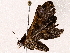  (Salia Malaise9396z - BIOUG73029-G11)  @11 [ ] CreativeCommons - Attribution (2022) CBG Photography Group Centre for Biodiversity Genomics