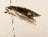  (Antaeotricha Janzen3092 - BIOUG73029-H03)  @11 [ ] CreativeCommons - Attribution (2022) CBG Photography Group Centre for Biodiversity Genomics