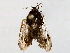  (Stenoma Malaise9788 - BIOUG73648-C01)  @11 [ ] CreativeCommons - Attribution (2021) CBG Photography Group Centre for Biodiversity Genomics