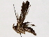  ( - BIOUG73648-D02)  @11 [ ] CreativeCommons - Attribution (2021) CBG Photography Group Centre for Biodiversity Genomics