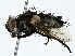  (tachMalaise2309 - BIOUG77721-A12)  @11 [ ] CreativeCommons - Attribution (2022) CBG Photography Group Centre for Biodiversity Genomics