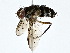  ( - BIOUG77737-G11)  @11 [ ] CreativeCommons - Attribution (2022) CBG Photography Group Centre for Biodiversity Genomics