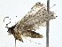  ( - BIOUG77738-D03)  @11 [ ] CreativeCommons - Attribution (2022) CBG Photography Group Centre for Biodiversity Genomics