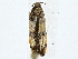  ( - BIOUG77738-D08)  @11 [ ] CreativeCommons - Attribution (2022) CBG Photography Group Centre for Biodiversity Genomics