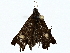  ( - BIOUG77755-A06)  @11 [ ] CreativeCommons - Attribution (2022) CBG Photography Group Centre for Biodiversity Genomics