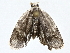  (Stenoma Janzen230 - BIOUG77755-A12)  @14 [ ] CreativeCommons - Attribution (2022) CBG Photography Group Centre for Biodiversity Genomics