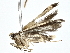  (Neurophyseta Malaise4158 - BIOUG77755-B02)  @11 [ ] CreativeCommons - Attribution (2022) CBG Photography Group Centre for Biodiversity Genomics