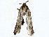  ( - BIOUG77755-B07)  @11 [ ] CreativeCommons - Attribution (2022) CBG Photography Group Centre for Biodiversity Genomics