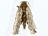 ( - BIOUG77755-B11)  @11 [ ] CreativeCommons - Attribution (2022) CBG Photography Group Centre for Biodiversity Genomics