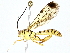  ( - BIOUG77756-C09)  @13 [ ] CreativeCommons - Attribution (2022) CBG Photography Group Centre for Biodiversity Genomics