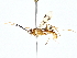  ( - BIOUG77756-C10)  @11 [ ] CreativeCommons - Attribution (2022) CBG Photography Group Centre for Biodiversity Genomics