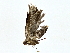  ( - BIOUG77721-C05)  @11 [ ] CreativeCommons - Attribution (2022) CBG Photography Group Centre for Biodiversity Genomics