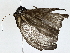  ( - BIOUG77721-G04)  @11 [ ] CreativeCommons - Attribution (2022) CBG Photography Group Centre for Biodiversity Genomics