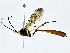  ( - BIOUG77722-G08)  @11 [ ] CreativeCommons - Attribution (2022) CBG Photography Group Centre for Biodiversity Genomics