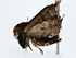  ( - BIOUG77738-G06)  @11 [ ] CreativeCommons - Attribution (2022) CBG Photography Group Centre for Biodiversity Genomics