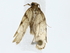  (Antaeotricha Malaise9267 - BIOUG77738-G09)  @11 [ ] CreativeCommons - Attribution (2022) CBG Photography Group Centre for Biodiversity Genomics