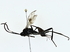  ( - BIOUG77739-A11)  @11 [ ] CreativeCommons - Attribution (2022) CBG Photography Group Centre for Biodiversity Genomics