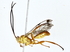  ( - BIOUG77739-F12)  @11 [ ] CreativeCommons - Attribution (2022) CBG Photography Group Centre for Biodiversity Genomics
