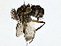 ( - BIOUG77740-G01)  @11 [ ] CreativeCommons - Attribution (2022) CBG Photography Group Centre for Biodiversity Genomics