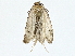  (elachMalaise1203 - BIOUG77757-C02)  @11 [ ] CreativeCommons - Attribution (2022) CBG Photography Group Centre for Biodiversity Genomics