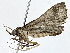  ( - BIOUG77759-D06)  @11 [ ] CreativeCommons - Attribution (2022) CBG Photography Group Centre for Biodiversity Genomics