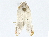  ( - BIOUG77759-D11)  @11 [ ] CreativeCommons - Attribution (2022) CBG Photography Group Centre for Biodiversity Genomics