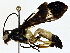  (Joppa Wahl02DHJ01 - BIOUG77759-E03)  @11 [ ] CreativeCommons - Attribution (2022) CBG Photography Group Centre for Biodiversity Genomics