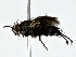  ( - BIOUG77759-H07)  @11 [ ] CreativeCommons - Attribution (2022) CBG Photography Group Centre for Biodiversity Genomics