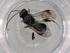  (Ascogaster Malaise7122 - BIOUG82264-B02)  @11 [ ] CreativeCommons - Attribution (2022) Centre for Biodiversity Genomics Centre for Biodiversity Genomics