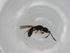  (Pheidole spathipilosa - BIOUG82445-B12)  @11 [ ] CreativeCommons - Attribution (2022) Centre for Biodiversity Genomics Centre for Biodiversity Genomics