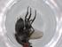  (Phytomyptera Malaise0792 - BIOUG82642-D05)  @11 [ ] CreativeCommons - Attribution (2022) Centre for Biodiversity Genomics Centre for Biodiversity Genomics