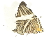  ( - BIOUG77723-A09)  @11 [ ] CreativeCommons - Attribution (2022) CBG Photography Group Centre for Biodiversity Genomics