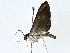  ( - BIOUG77723-A11)  @11 [ ] CreativeCommons - Attribution (2022) CBG Photography Group Centre for Biodiversity Genomics
