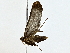  ( - BIOUG77723-G02)  @11 [ ] CreativeCommons - Attribution (2022) CBG Photography Group Centre for Biodiversity Genomics