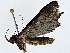  ( - BIOUG77723-G11)  @11 [ ] CreativeCommons - Attribution (2022) CBG Photography Group Centre for Biodiversity Genomics