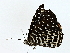  ( - BIOUG77724-C05)  @11 [ ] CreativeCommons - Attribution (2022) CBG Photography Group Centre for Biodiversity Genomics