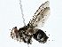  ( - BIOUG77741-F04)  @11 [ ] CreativeCommons - Attribution (2022) CBG Photography Group Centre for Biodiversity Genomics