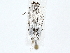  ( - BIOUG77742-A11)  @11 [ ] CreativeCommons - Attribution (2022) CBG Photography Group Centre for Biodiversity Genomics