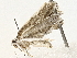  ( - BIOUG77742-B01)  @11 [ ] CreativeCommons - Attribution (2022) CBG Photography Group Centre for Biodiversity Genomics