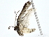  (Prosoparia Sullivan8906 - BIOUG77742-D08)  @11 [ ] CreativeCommons - Attribution (2022) CBG Photography Group Centre for Biodiversity Genomics
