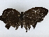  ( - BIOUG77742-F12)  @11 [ ] CreativeCommons - Attribution (2022) CBG Photography Group Centre for Biodiversity Genomics