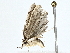  ( - BIOUG77743-G05)  @11 [ ] CreativeCommons - Attribution (2022) CBG Photography Group Centre for Biodiversity Genomics